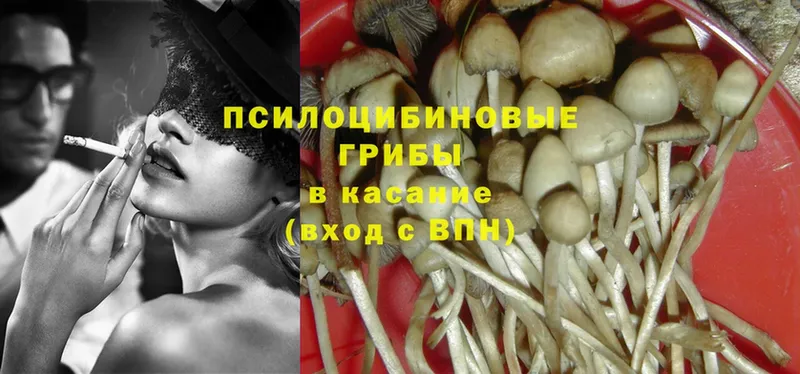 хочу наркоту  Северодвинск  Псилоцибиновые грибы Psilocybe 